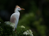 Originally viewed as an invasive species, the cattle egret takes a strong foothold in the United States (