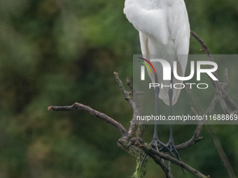 The great egret (Ardea alba), also known as the common egret, large egret, or in the Old World, great white egret or great white heron, is a...