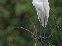 The great egret (Ardea alba), also known as the common egret, large egret, or in the Old World, great white egret or great white heron, is a...