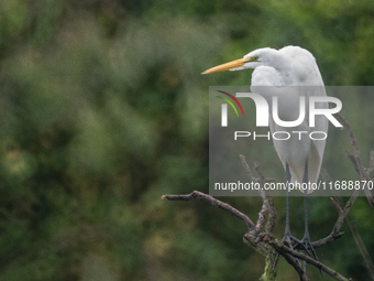 The great egret (Ardea alba), also known as the common egret, large egret, or in the Old World, great white egret or great white heron, is a...