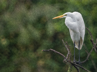 The great egret (Ardea alba), also known as the common egret, large egret, or in the Old World, great white egret or great white heron, is a...