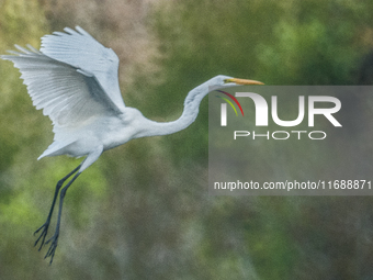 The great egret (Ardea alba), also known as the common egret, large egret, or in the Old World, great white egret or great white heron, is a...