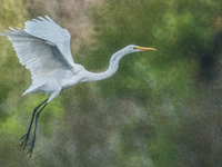 The great egret (Ardea alba), also known as the common egret, large egret, or in the Old World, great white egret or great white heron, is a...