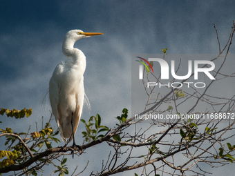 The great egret (Ardea alba), also known as the common egret, large egret, or in the Old World, great white egret or great white heron, is a...