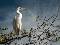 The great egret (Ardea alba), also known as the common egret, large egret, or in the Old World, great white egret or great white heron, is a...