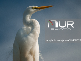 The great egret (Ardea alba), also known as the common egret, large egret, or in the Old World, great white egret or great white heron, is a...