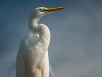 The great egret (Ardea alba), also known as the common egret, large egret, or in the Old World, great white egret or great white heron, is a...