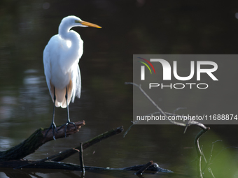 The great egret (Ardea alba), also known as the common egret, large egret, or in the Old World, great white egret or great white heron, is a...