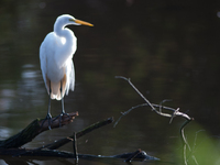 The great egret (Ardea alba), also known as the common egret, large egret, or in the Old World, great white egret or great white heron, is a...