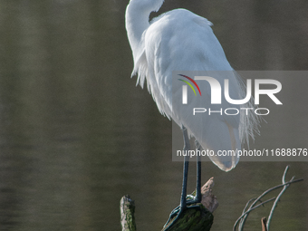 The great egret (Ardea alba), also known as the common egret, large egret, or in the Old World, great white egret or great white heron, is a...