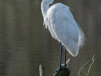 The great egret (Ardea alba), also known as the common egret, large egret, or in the Old World, great white egret or great white heron, is a...