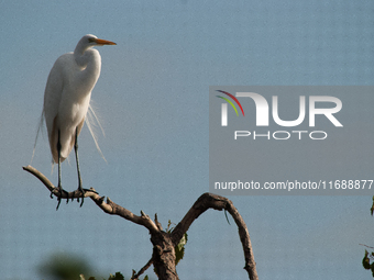 The great egret (Ardea alba), also known as the common egret, large egret, or in the Old World, great white egret or great white heron, is a...