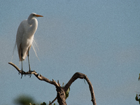 The great egret (Ardea alba), also known as the common egret, large egret, or in the Old World, great white egret or great white heron, is a...