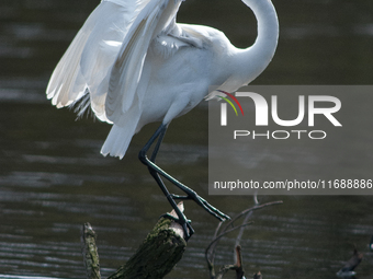 The great egret (Ardea alba), also known as the common egret, large egret, or in the Old World, great white egret or great white heron, is a...