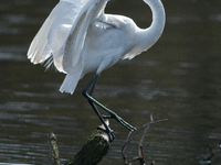 The great egret (Ardea alba), also known as the common egret, large egret, or in the Old World, great white egret or great white heron, is a...