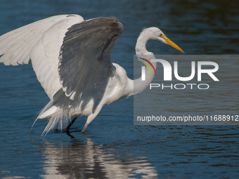 The great egret (Ardea alba), also known as the common egret, large egret, or in the Old World, great white egret or great white heron, is a...