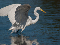 The great egret (Ardea alba), also known as the common egret, large egret, or in the Old World, great white egret or great white heron, is a...