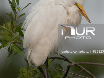 The great egret (Ardea alba), also known as the common egret, large egret, or in the Old World, great white egret or great white heron, is a...