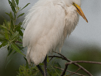 The great egret (Ardea alba), also known as the common egret, large egret, or in the Old World, great white egret or great white heron, is a...