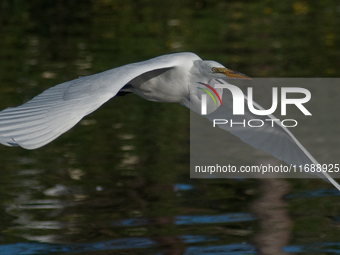 The great egret (Ardea alba), also known as the common egret, large egret, or in the Old World, great white egret or great white heron, is a...