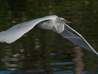 The great egret (Ardea alba), also known as the common egret, large egret, or in the Old World, great white egret or great white heron, is a...