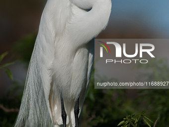 The great egret (Ardea alba), also known as the common egret, large egret, or in the Old World, great white egret or great white heron, is a...