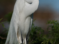 The great egret (Ardea alba), also known as the common egret, large egret, or in the Old World, great white egret or great white heron, is a...