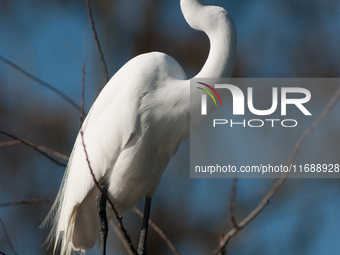 The great egret (Ardea alba), also known as the common egret, large egret, or in the Old World, great white egret or great white heron, is a...