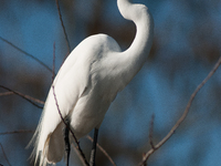 The great egret (Ardea alba), also known as the common egret, large egret, or in the Old World, great white egret or great white heron, is a...