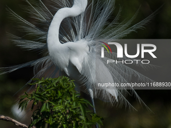 The great egret (Ardea alba), also known as the common egret, large egret, or in the Old World, great white egret or great white heron, is a...