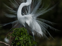 The great egret (Ardea alba), also known as the common egret, large egret, or in the Old World, great white egret or great white heron, is a...