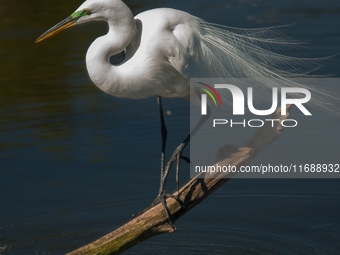 The great egret (Ardea alba), also known as the common egret, large egret, or in the Old World, great white egret or great white heron, is a...