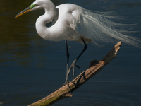 The great egret (Ardea alba), also known as the common egret, large egret, or in the Old World, great white egret or great white heron, is a...