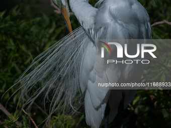 The great egret (Ardea alba), also known as the common egret, large egret, or in the Old World, great white egret or great white heron, is a...