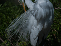 The great egret (Ardea alba), also known as the common egret, large egret, or in the Old World, great white egret or great white heron, is a...