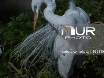 The great egret (Ardea alba), also known as the common egret, large egret, or in the Old World, great white egret or great white heron, is a...