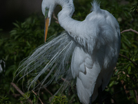 The great egret (Ardea alba), also known as the common egret, large egret, or in the Old World, great white egret or great white heron, is a...