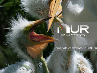 The great egret (Ardea alba), also known as the common egret, large egret, or in the Old World, great white egret or great white heron, is a...