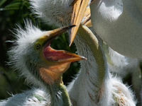 The great egret (Ardea alba), also known as the common egret, large egret, or in the Old World, great white egret or great white heron, is a...