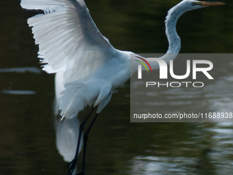 The great egret (Ardea alba), also known as the common egret, large egret, or in the Old World, great white egret or great white heron, is a...