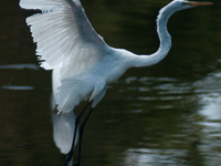 The great egret (Ardea alba), also known as the common egret, large egret, or in the Old World, great white egret or great white heron, is a...