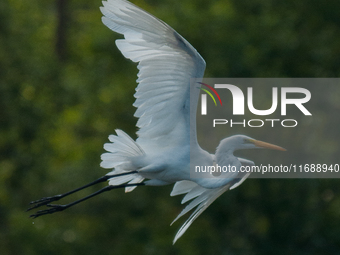 The great egret (Ardea alba), also known as the common egret, large egret, or in the Old World, great white egret or great white heron, is a...