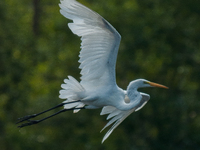 The great egret (Ardea alba), also known as the common egret, large egret, or in the Old World, great white egret or great white heron, is a...