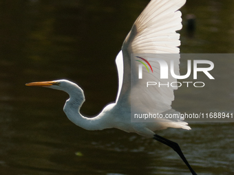 The great egret (Ardea alba), also known as the common egret, large egret, or in the Old World, great white egret or great white heron, is a...