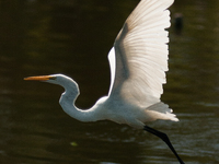 The great egret (Ardea alba), also known as the common egret, large egret, or in the Old World, great white egret or great white heron, is a...