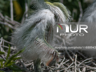 The great egret (Ardea alba), also known as the common egret, large egret, or in the Old World, great white egret or great white heron, is a...