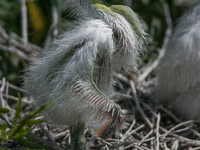 The great egret (Ardea alba), also known as the common egret, large egret, or in the Old World, great white egret or great white heron, is a...