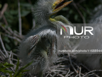 The great egret (Ardea alba), also known as the common egret, large egret, or in the Old World, great white egret or great white heron, is a...