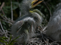 The great egret (Ardea alba), also known as the common egret, large egret, or in the Old World, great white egret or great white heron, is a...