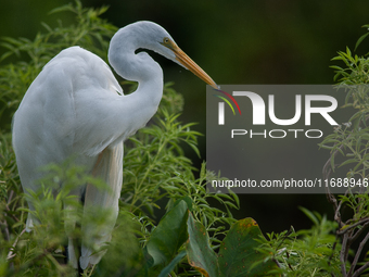 The great egret (Ardea alba), also known as the common egret, large egret, or in the Old World, great white egret or great white heron, is a...